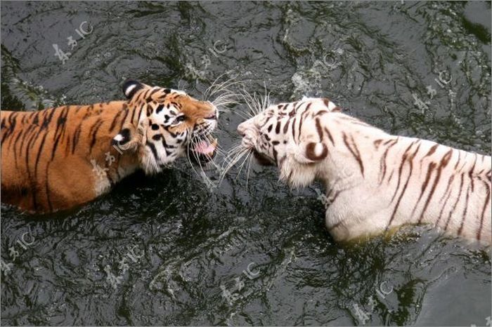 white tiger against siberian tiger