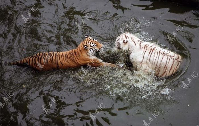 white tiger against siberian tiger