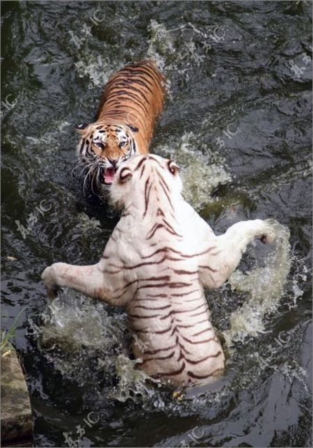 white tiger against siberian tiger