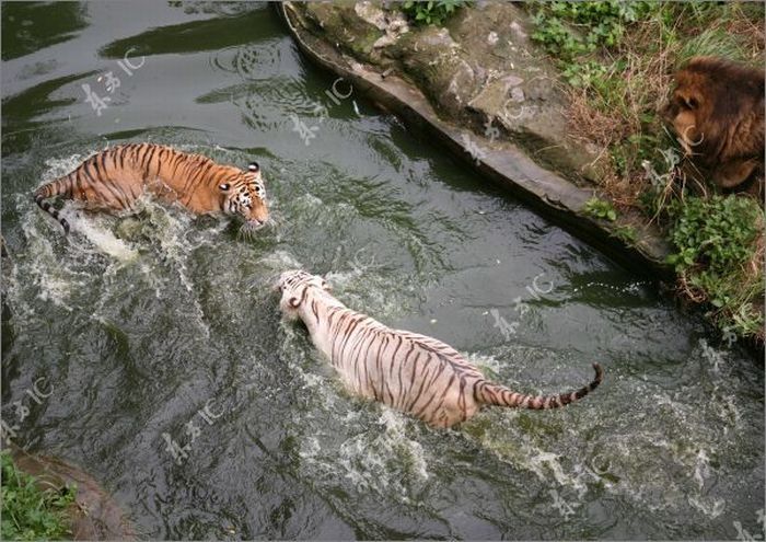 white tiger against siberian tiger