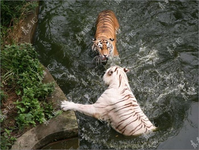 white tiger against siberian tiger