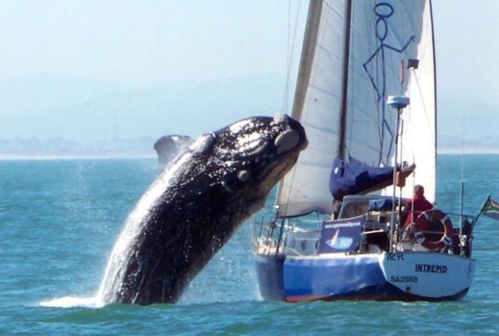 southern right whale breached on a ship