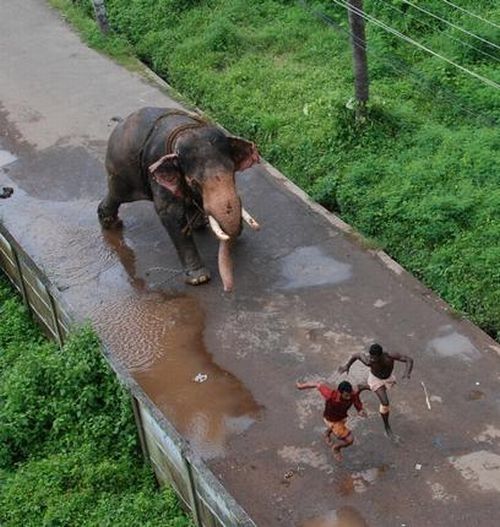 Elephant's wild run, India