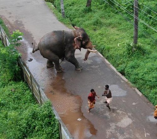 Elephant's wild run, India