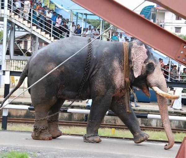 Elephant's wild run, India