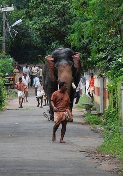 Elephant's wild run, India