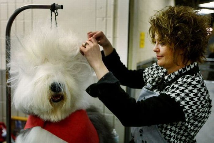 dog grooming