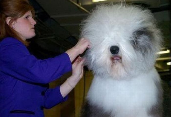 dog grooming