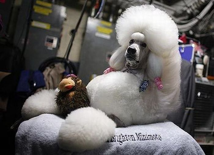 dog grooming