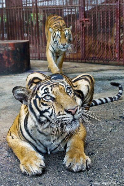Tiger farm, Thailand