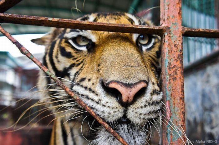 Tiger farm, Thailand