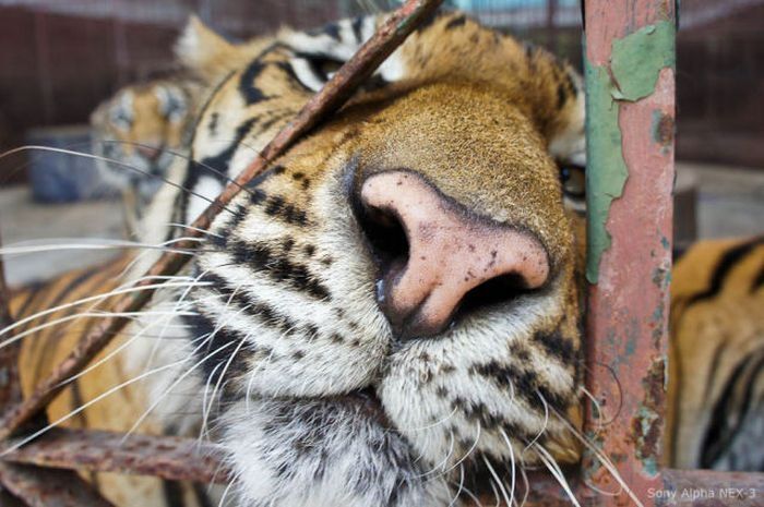 Tiger farm, Thailand