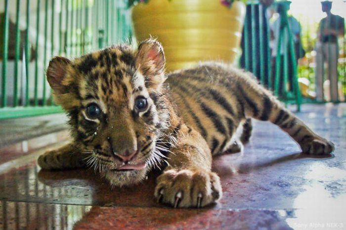 Tiger farm, Thailand