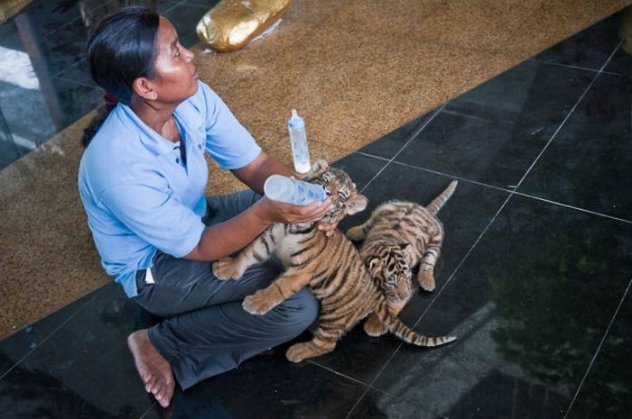 Tiger farm, Thailand