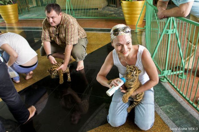 Tiger farm, Thailand