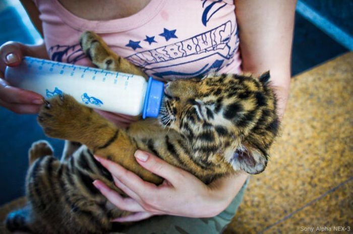 Tiger farm, Thailand