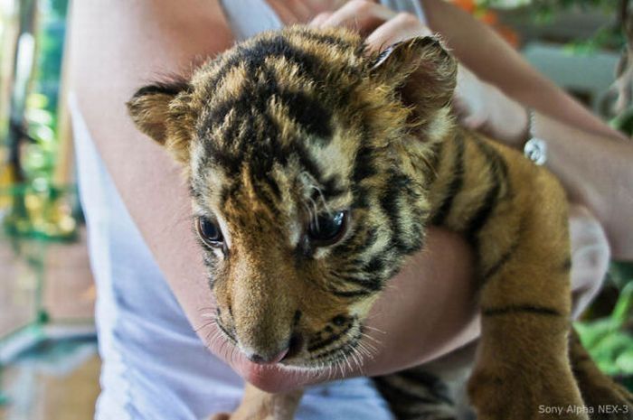 Tiger farm, Thailand