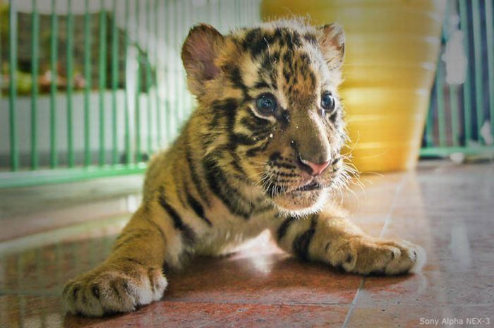 Tiger farm, Thailand