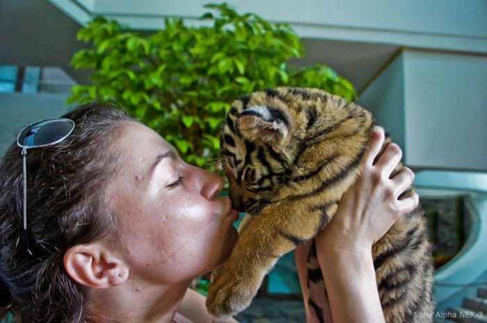 Tiger farm, Thailand