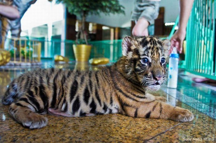 Tiger farm, Thailand