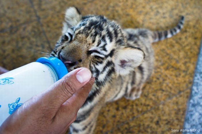 Tiger farm, Thailand