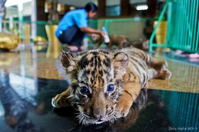 Tiger farm, Thailand