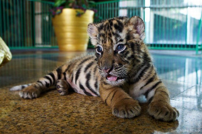 Tiger farm, Thailand