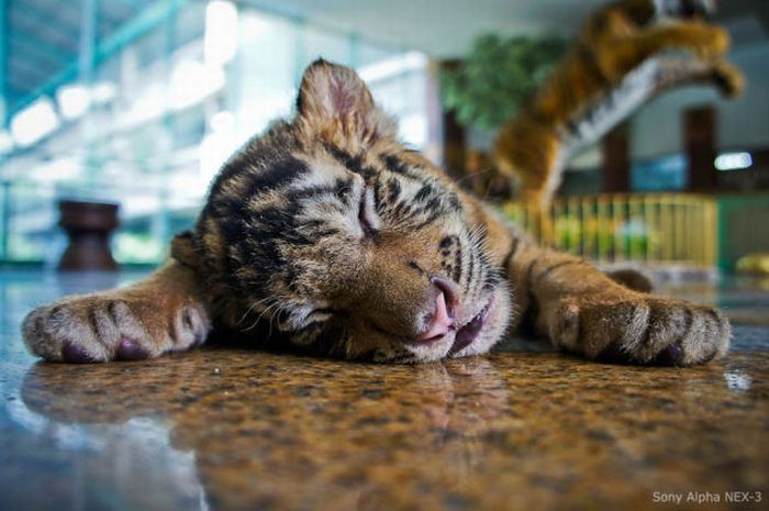 Tiger farm, Thailand