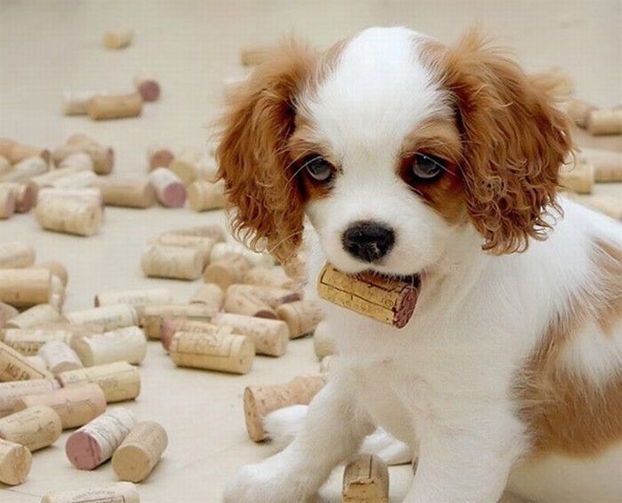 cute puppy dog