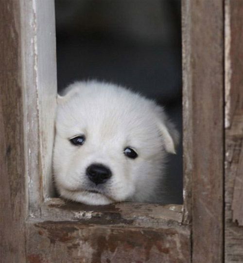 cute puppy dog