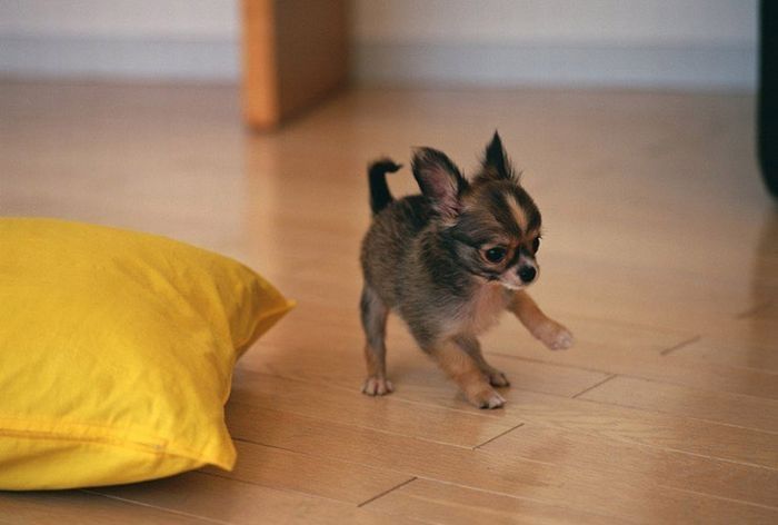 cute puppy dog