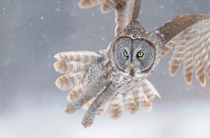 High speed animal photography by Scott Linstead