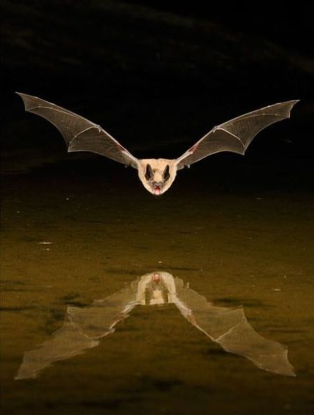 High speed animal photography by Scott Linstead