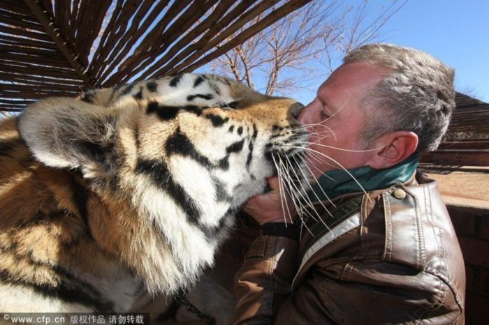 man and his tigers