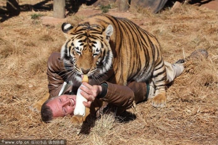 man and his tigers