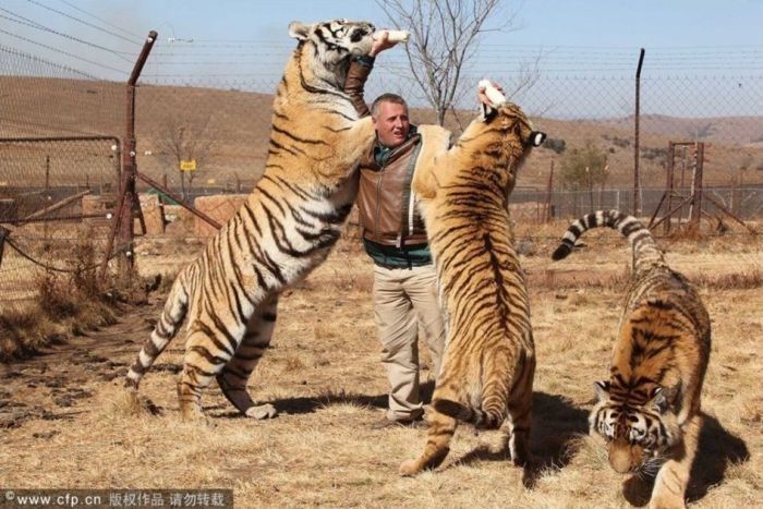 man and his tigers