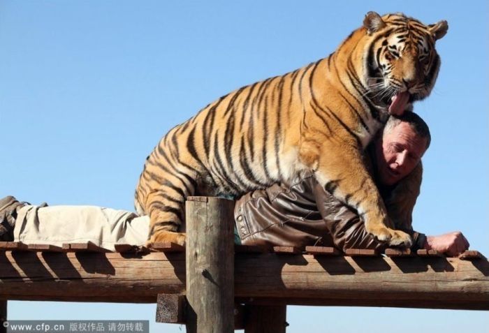 man and his tigers
