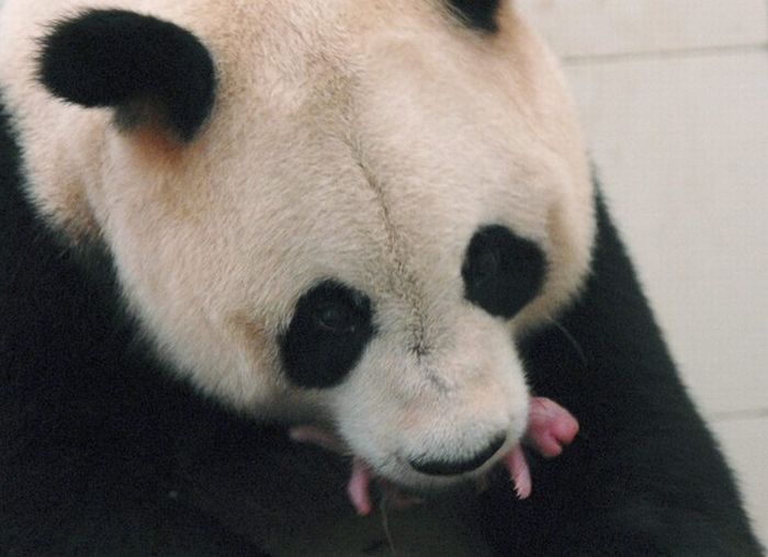 giant panda and newborn cubs