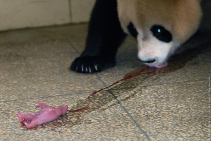 giant panda and newborn cubs