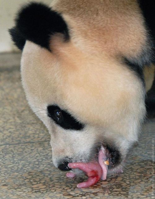 giant panda and newborn cubs