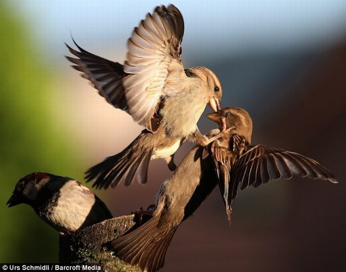 fighting birds