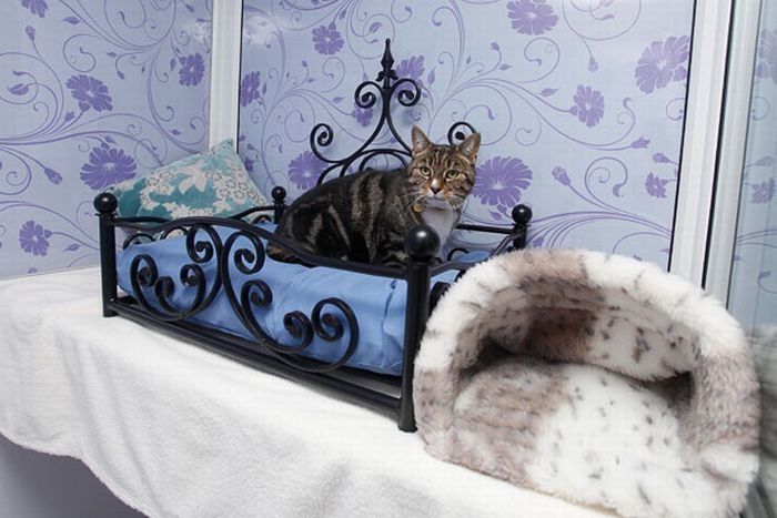 Luxury feline hotel, United Kingdom