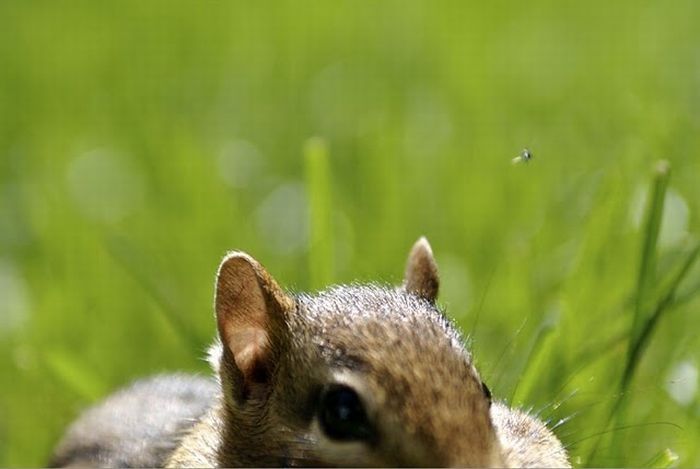 squirrel in action