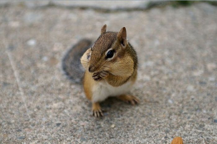squirrel in action
