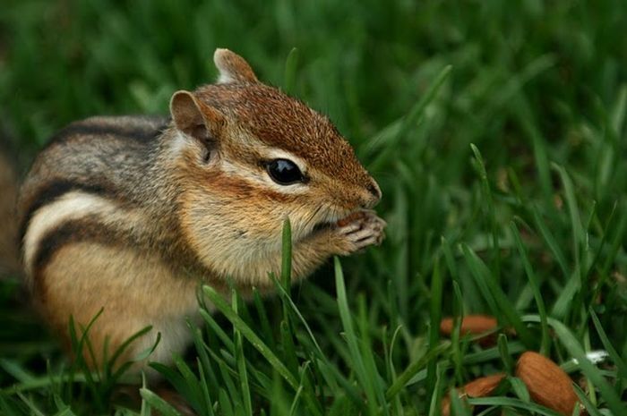 squirrel in action