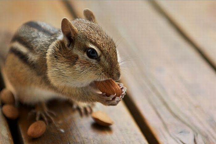 squirrel in action