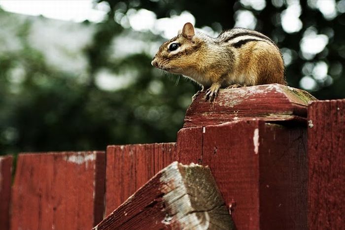 squirrel in action