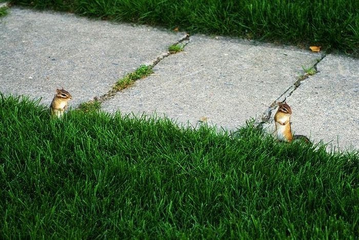 squirrel in action