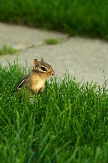 squirrel in action