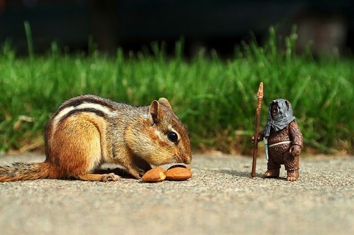 squirrel in action
